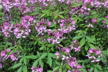 Bahçedeki dikenli örümcek çiçeği