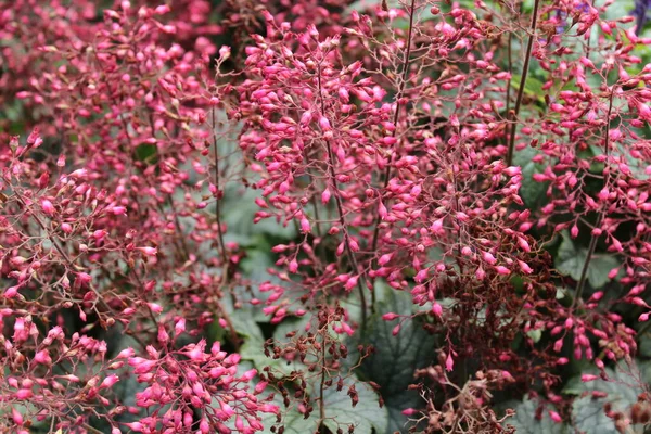 Florescendo Alumroot Jardim — Fotografia de Stock