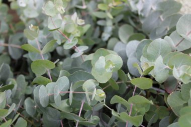 Güzel okaliptüsler bahçede