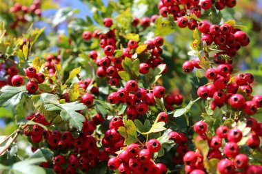 Ormanda olgun dikenli meyveler