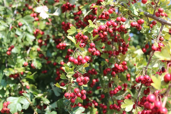 Ώριμα Μούρα Hawthorn Στο Δάσος — Φωτογραφία Αρχείου