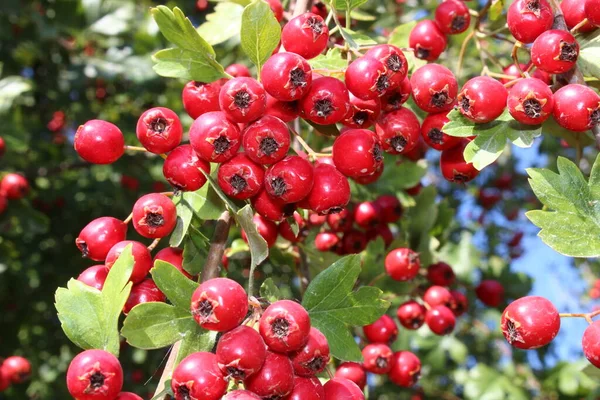 Ώριμα Μούρα Hawthorn Στο Δάσος — Φωτογραφία Αρχείου