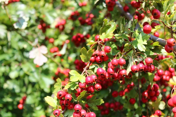 Bacche Biancospino Mature Nella Foresta — Foto Stock