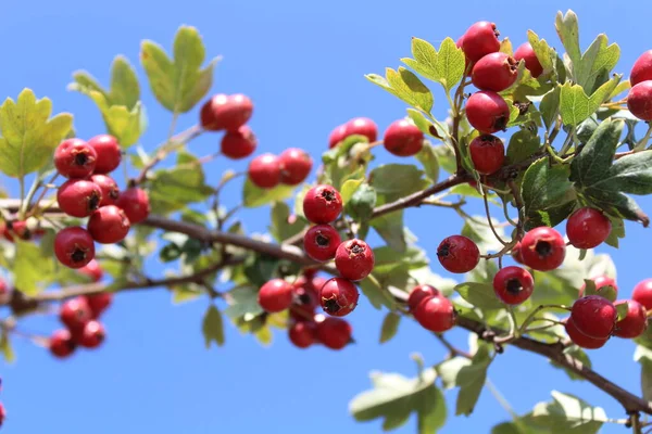 Ώριμα Μούρα Hawthorn Στο Δάσος — Φωτογραφία Αρχείου