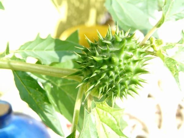 Datura Ogrodzie Latem — Zdjęcie stockowe