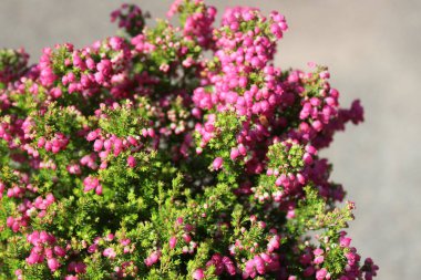 Bahçede çapraz terk edilmiş funda