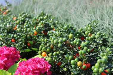 Bahçede Kudüs kirazı