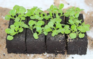 Toprakta kuzu marulu