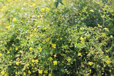 Bahçede işkence dolu bir tarla.