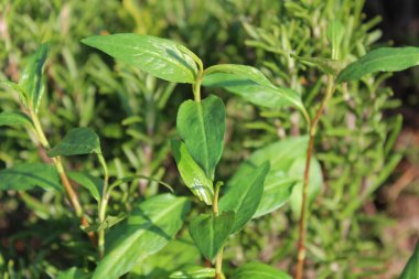 Bahçede Kamboçya nanesi