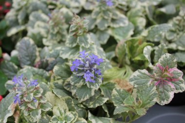 Bahçedeki süs borazanı