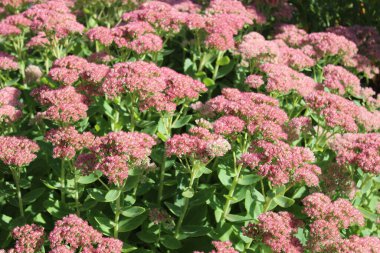 Bahçede çiçek açan sedum