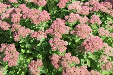 Bahçede çiçek açan sedum