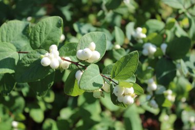 Güneşli bir günde kar çileği çalısı