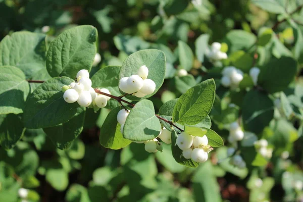 Güneşli bir günde kar çileği çalısı