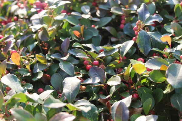 Wintergrün Mit Roten Beeren Garten — Stockfoto