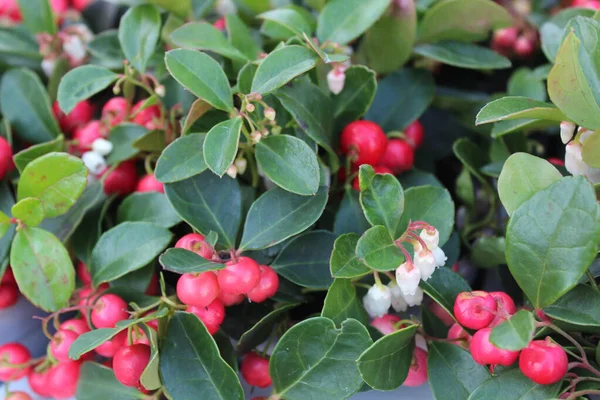 Verdor Invierno Con Bayas Rojas Jardín — Foto de Stock