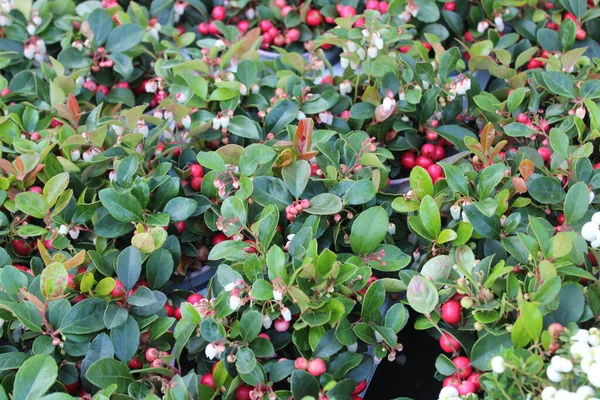 Χειμωνιάτικο Κόκκινα Μούρα Στον Κήπο — Φωτογραφία Αρχείου