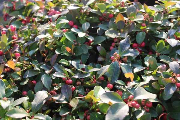 Wintergrün Mit Roten Beeren Garten — Stockfoto