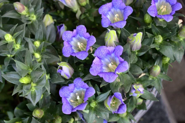 Blauer Enzian Garten — Stockfoto