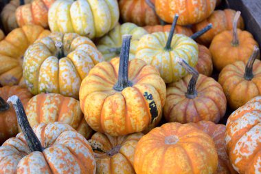 Bahçede adı tatlı yıldırım olan bir sürü balkabağı