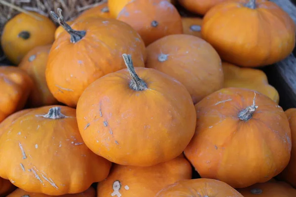 Muchas Calabazas Con Nombre Sunbrust Jardín — Foto de Stock