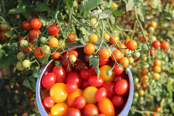 Pyszne Dojrzałe Pomidory Ogrodzie — Zdjęcie stockowe