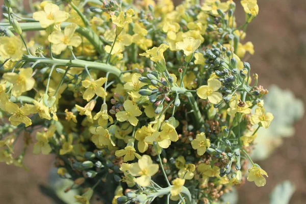 Flores Brócoli Jardín — Foto de Stock