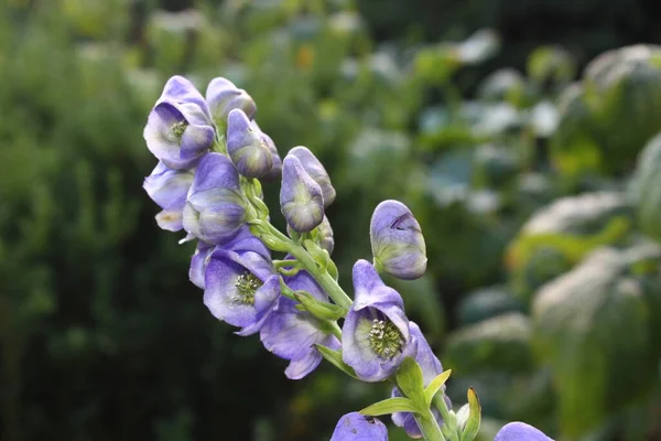 Blue Aconite Garden — Stock Photo, Image