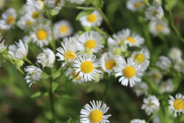 Çayırda filizlenen pire.