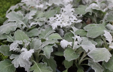 Bahçedeki tozlu değirmenci