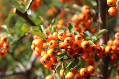 Bahçede böğürtlenli ateş dikeni