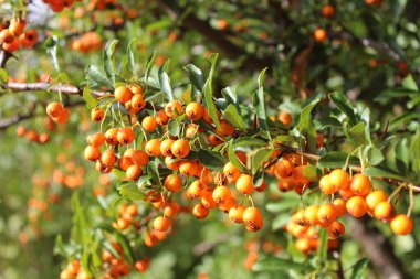Bahçede böğürtlenli ateş dikeni