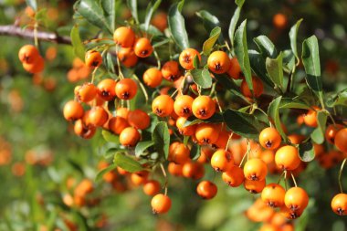 Bahçede böğürtlenli ateş dikeni