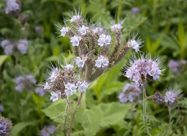 Floreciendo Phacelia Campo — Foto de Stock