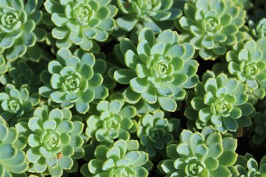 Bahçedeki güzel ev.