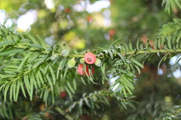 a yew tree with seeds