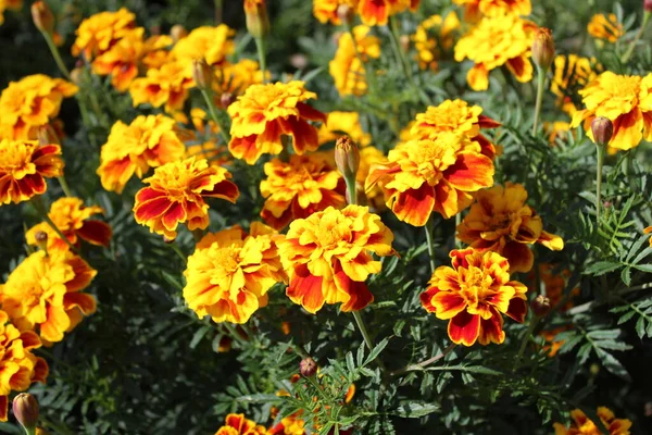 Beautiful Marigold Garden — Stock Photo, Image