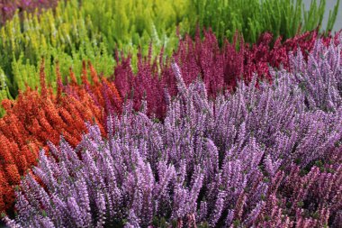 Bahçedeki renkli funda