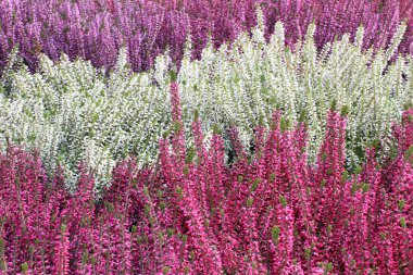 Bahçedeki renkli funda