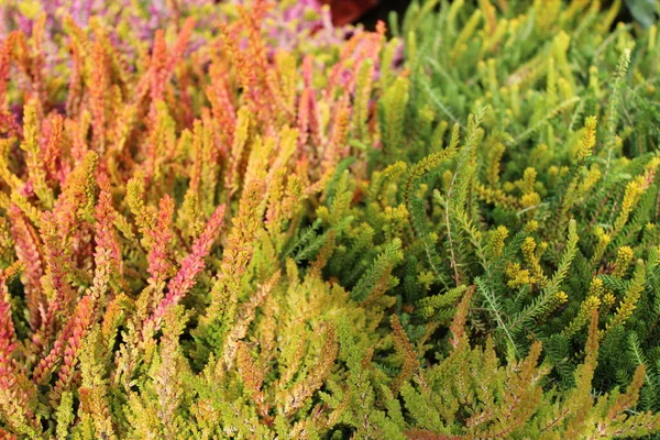 Colorful Heather Garden — Stock Photo, Image