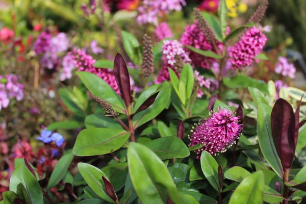 Bahçede çiçek açan hebe