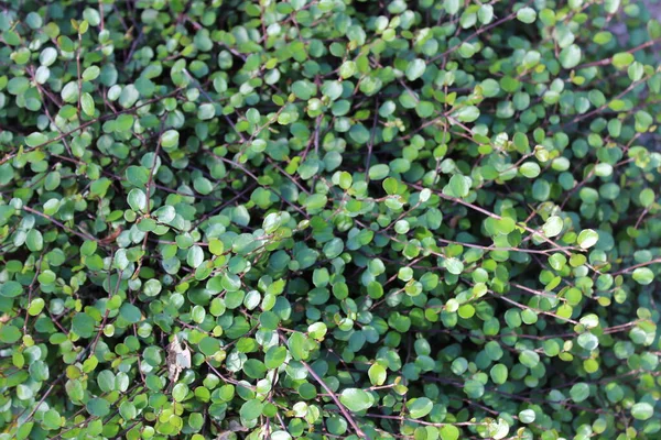 Bahçedeki güzel Muehlenbeckia