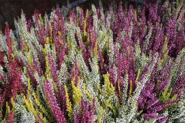 Bahçedeki renkli funda