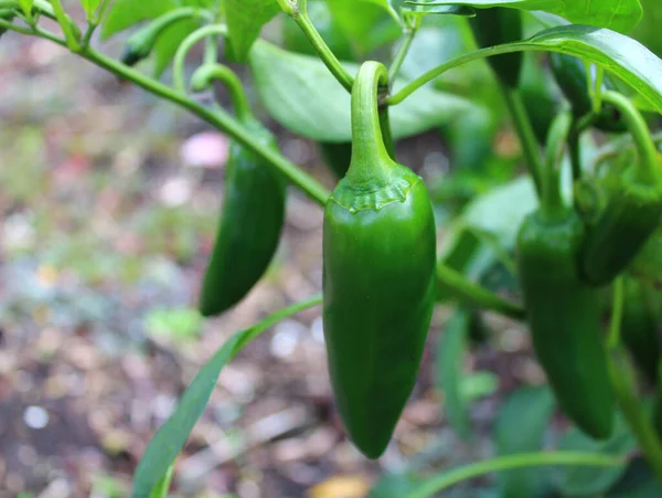 Bahçede çiçekli yeşil biber