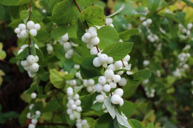 Bahçedeki karmersini çalısı