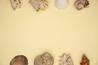 Sarı arka planda kenarları üzerinde deniz kabuğu 