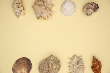 Sarı arka planda kenarları üzerinde deniz kabuğu 