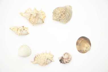 Beyaz arka planda deniz kabukları 