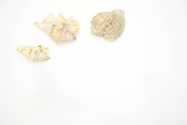 Beyaz arka planda deniz kabukları 